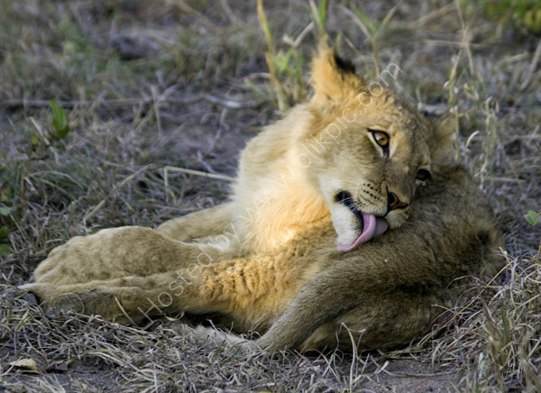 Lion cub, Tsalala pride.
